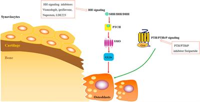Small molecule inhibitors of osteoarthritis: Current development and future perspective